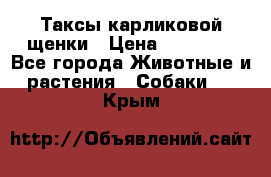 Таксы карликовой щенки › Цена ­ 20 000 - Все города Животные и растения » Собаки   . Крым